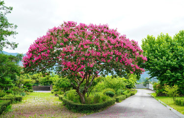 35 Dark PINK CREPE MYRTLE Lagerstroemia Indica Flowering Shrub Bush Small Tree Seeds